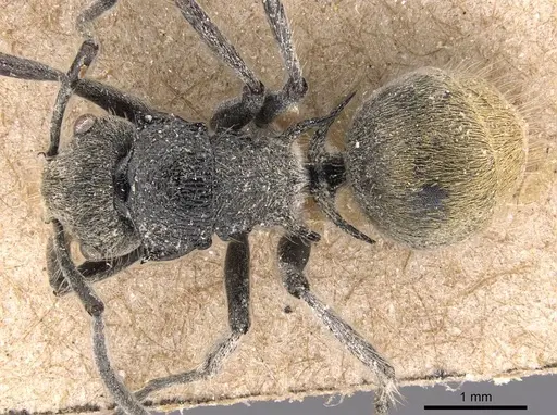 Polyrhachis costulata - CASENT0905583