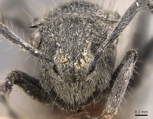 Polyrhachis costulata - CASENT0905583