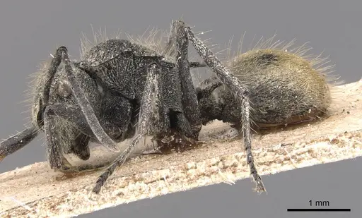 Polyrhachis costulata - CASENT0905583