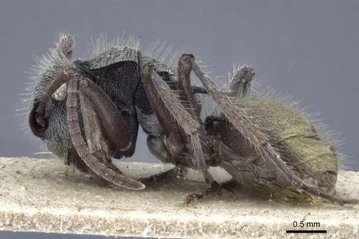 Polyrhachis costulata - CASENT0916640