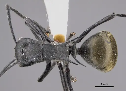 Polyrhachis cracenta specimen