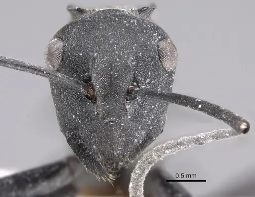 Polyrhachis cracenta specimen