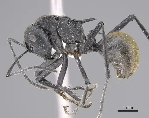 Polyrhachis cracenta specimen