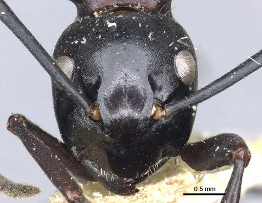 Polyrhachis craddocki specimen