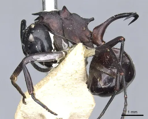 Polyrhachis craddocki specimen