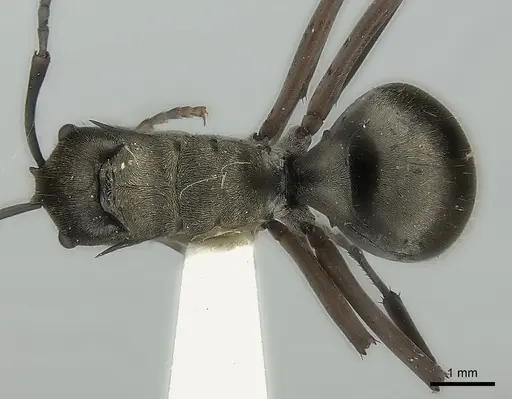 Polyrhachis crassispinosa specimen