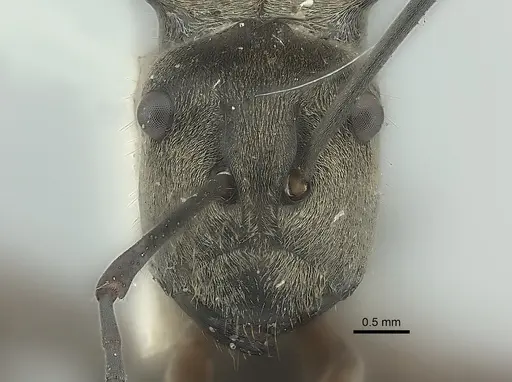 Polyrhachis crassispinosa specimen