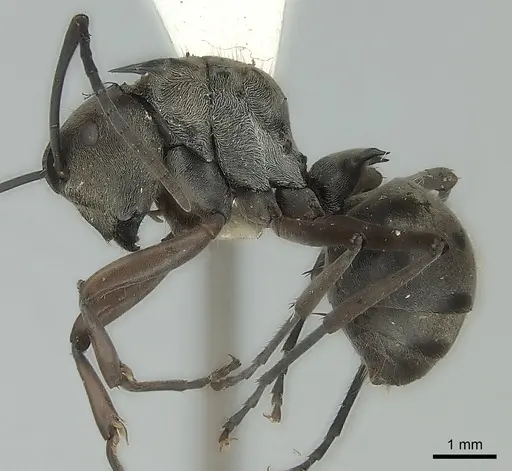 Polyrhachis crassispinosa specimen
