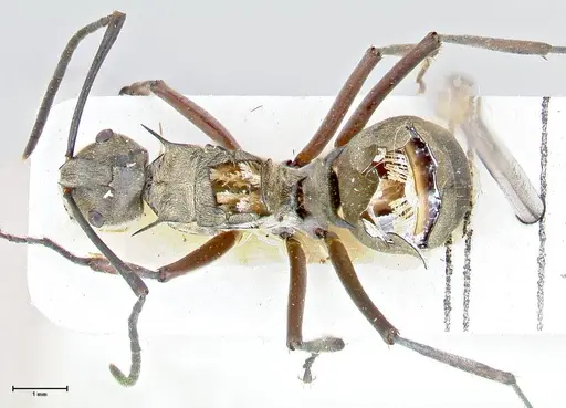 Polyrhachis crassispinosa - FOCOL2641