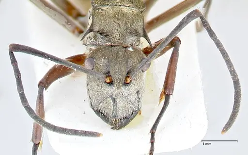 Polyrhachis crassispinosa - FOCOL2641