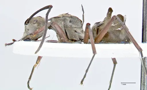 Polyrhachis crassispinosa - FOCOL2641