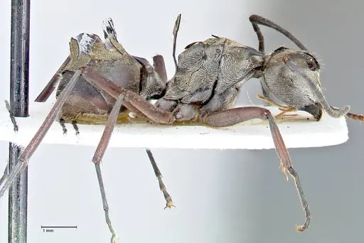 Polyrhachis crassispinosa - FOCOL2641