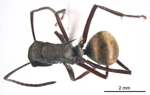 Polyrhachis crawleyi specimen