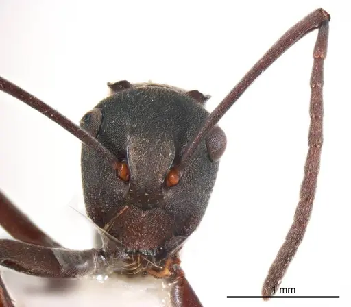 Polyrhachis crawleyi specimen