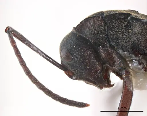 Polyrhachis crawleyi specimen