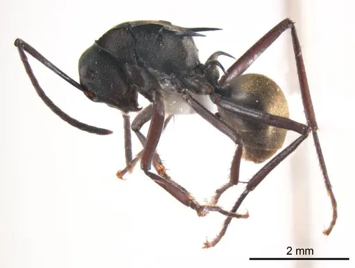 Polyrhachis crawleyi - ANTWEB1008703