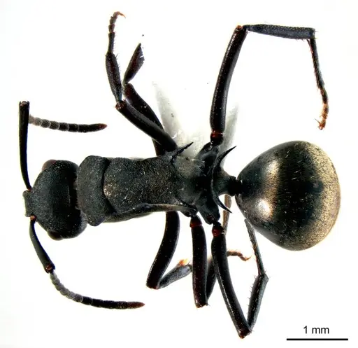 Polyrhachis crawleyi - ANTWEB1008704