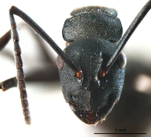 Polyrhachis crawleyi - ANTWEB1008704