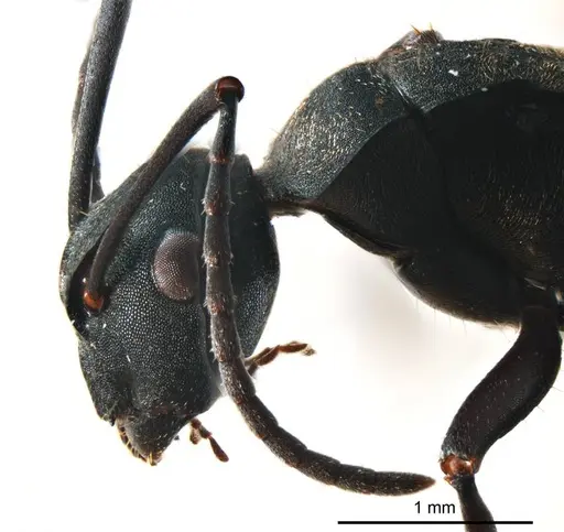 Polyrhachis crawleyi - ANTWEB1008704