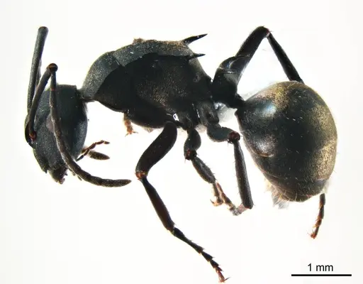 Polyrhachis crawleyi - ANTWEB1008704