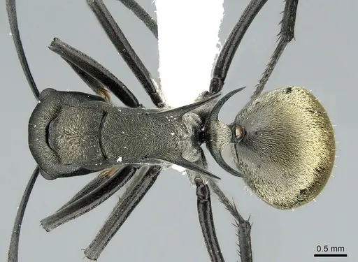 Polyrhachis crawleyi - CASENT0906588