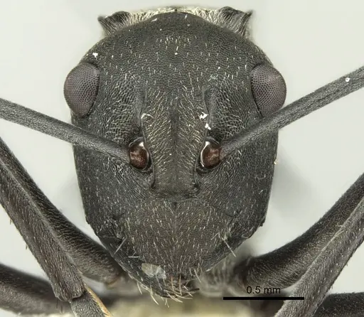 Polyrhachis crawleyi - CASENT0906588