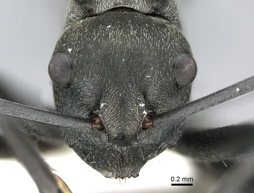 Polyrhachis crawleyi - CASENT0906588