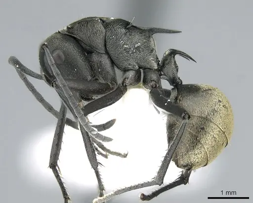 Polyrhachis crawleyi - CASENT0906588