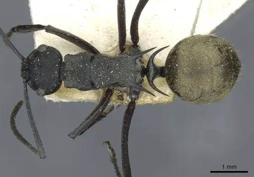 Polyrhachis crawleyi - CASENT0910803