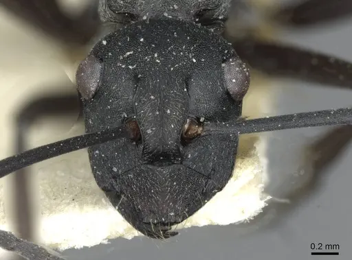 Polyrhachis crawleyi - CASENT0910803