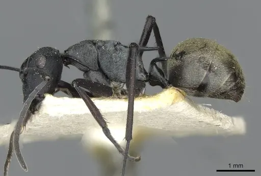 Polyrhachis crawleyi - CASENT0910803