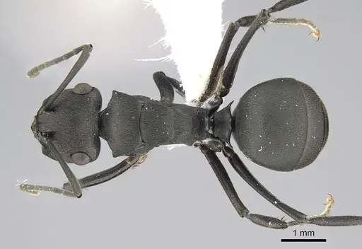 Polyrhachis creusa specimen