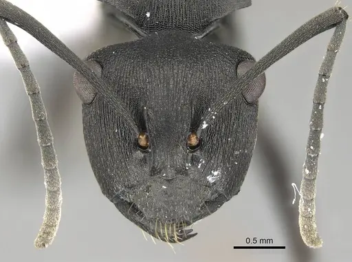 Polyrhachis creusa specimen