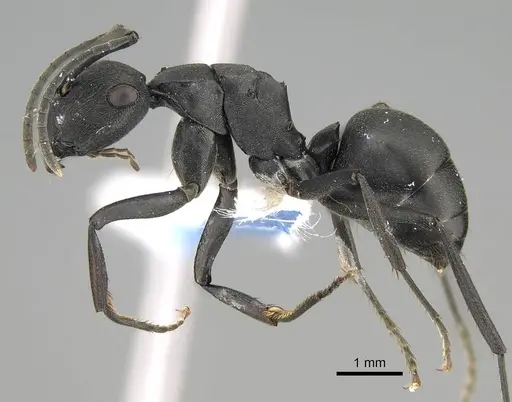 Polyrhachis creusa specimen