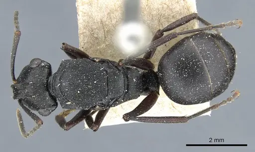 Polyrhachis creusa - CASENT0905558