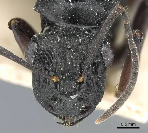 Polyrhachis creusa - CASENT0905558