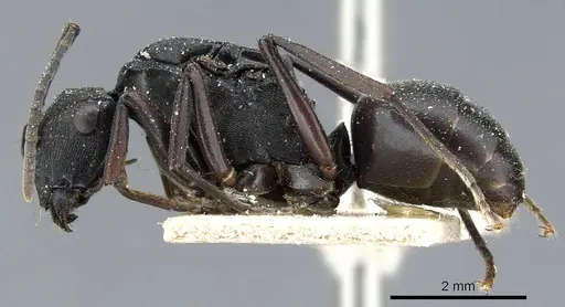 Polyrhachis creusa - CASENT0905558