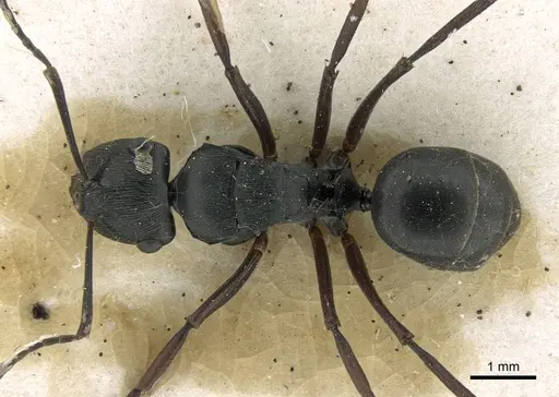 Polyrhachis creusa - CASENT0906325