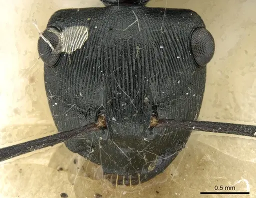 Polyrhachis creusa - CASENT0906325