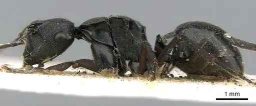 Polyrhachis creusa - CASENT0906325