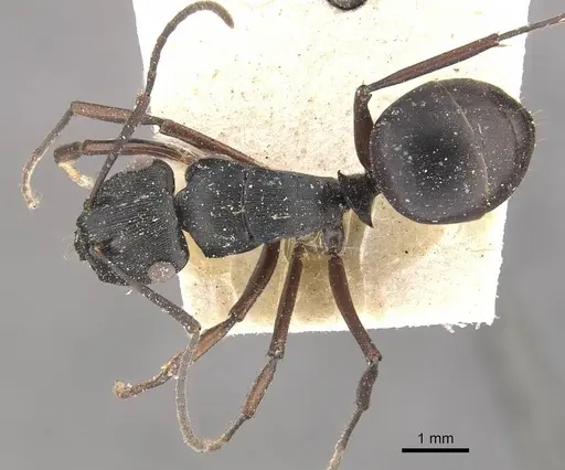 Polyrhachis creusa - CASENT0910767