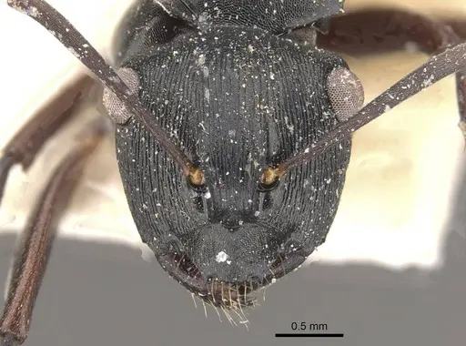 Polyrhachis creusa - CASENT0910767