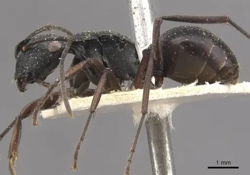 Polyrhachis creusa - CASENT0910767