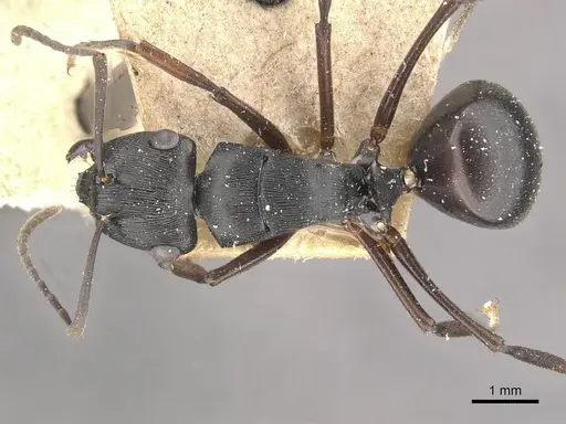 Polyrhachis creusa - CASENT0910770