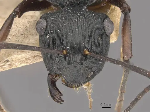 Polyrhachis creusa - CASENT0910770