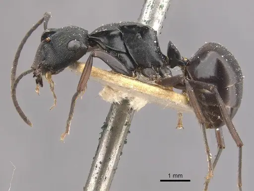 Polyrhachis creusa - CASENT0910770