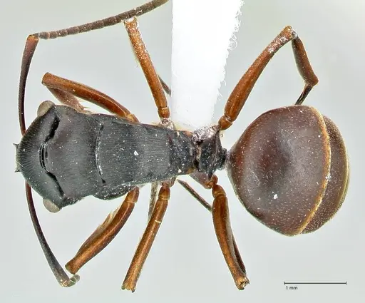 Polyrhachis creusa - FOCOL2542-1