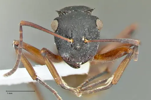 Polyrhachis creusa - FOCOL2542-1