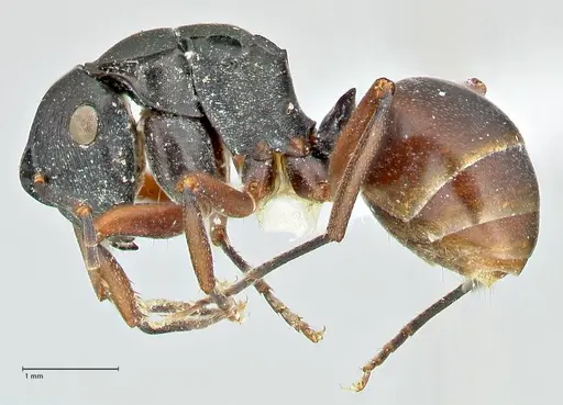 Polyrhachis creusa - FOCOL2542-1