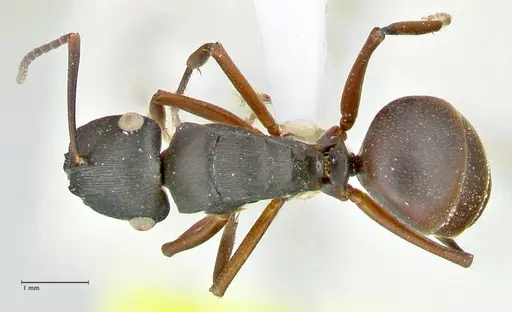 Polyrhachis creusa - FOCOL2542-2